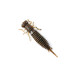 Cиліконова приманка Larva 2 дюйма колір 006